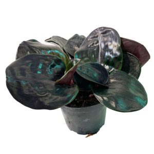 Coco Coir Pole - Image 4