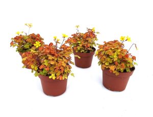 Watering Can - Image 2