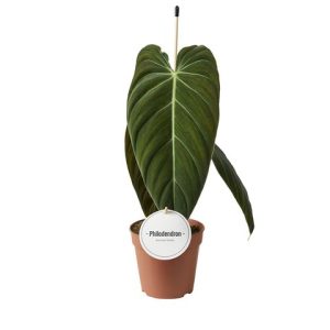 Watering Can - Image 3