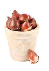 Mica Douro Pot - Image 3