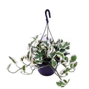 Cuddly Cactus - Image 3