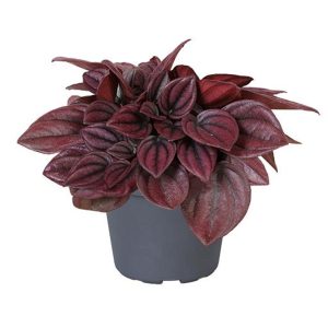 Neem Oil Natural Leaf Shine - Image 5